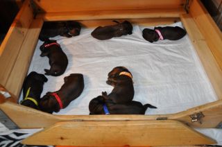 Jamniki d�ugow�ose